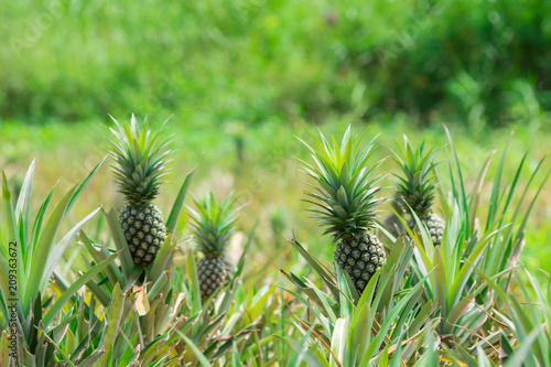Wallpaper Mural Pineapple plant field, Pineapple tropical fruit growing in garden Torontodigital.ca