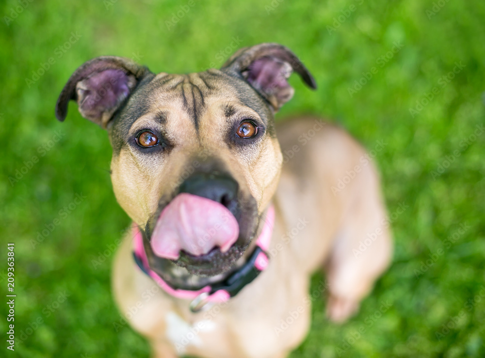 A hungry Terrier mixed breed dog licking its lips A hungry Terrier mixed breed dog licking its lips