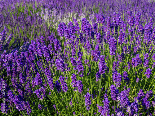 Fototapeta Naklejka Na Ścianę i Meble -  Lavendelfeld in Frankreich