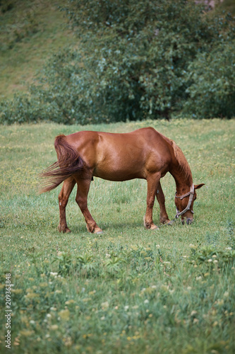 Brown horse 