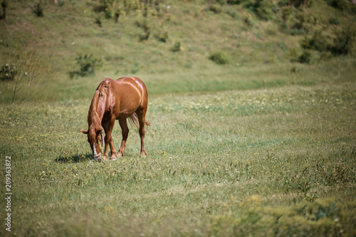 Brown horse  © Curasevici