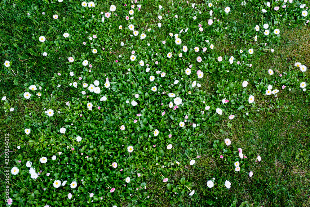 sunny meadow with dandellions and daisies sunny meadow with dandellions and daisies