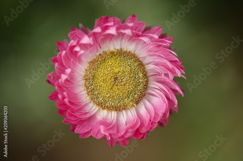 Close up of a pink Australian daisy (rhodanthe chlorocephala subsp. rosea) photo