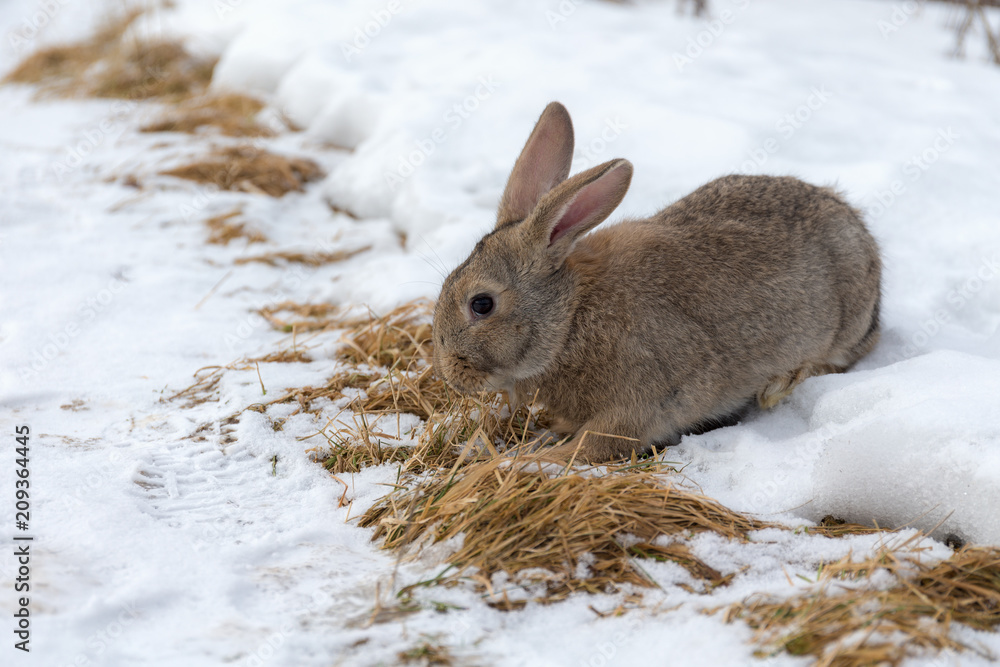 portrait of a rabbit in winter portrait of a rabbit in winter
