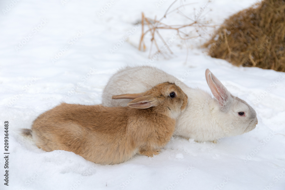 Naklejka premium brown and white rabbit