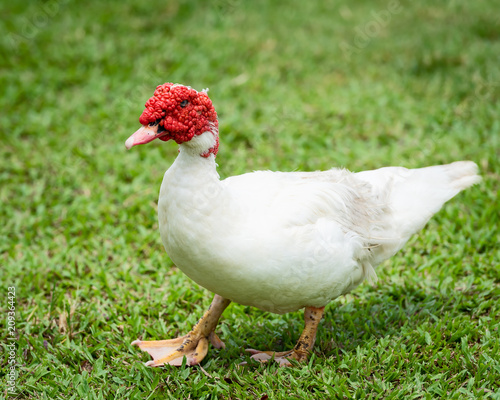 The Muscovy duck.