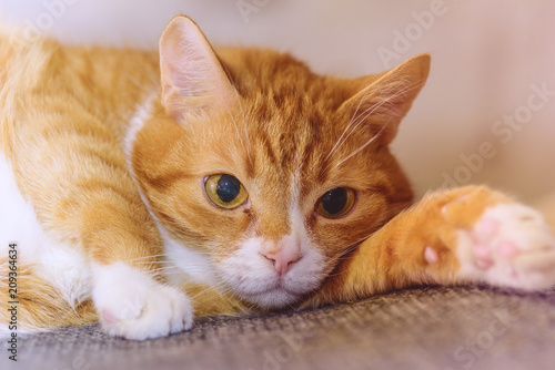 portrait of a cat lying on a sofa