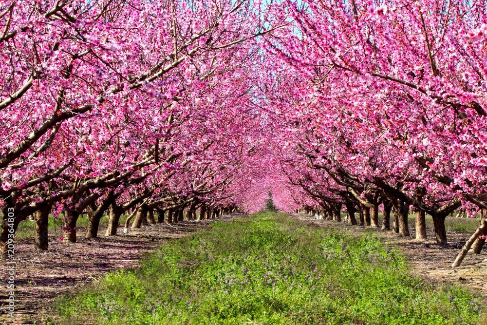 Fototapeta premium peach trees orchard blossoms pink tree farm