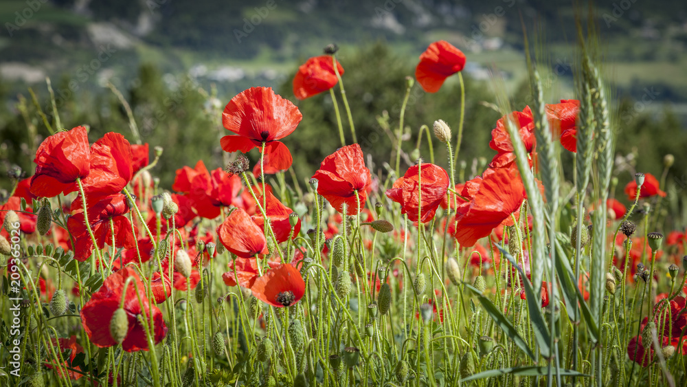 Champs de Coquelicots au printemps dans les Hautes Alpes - Fields of poppies in the spring in the Hautes Alpes Champs de Coquelicots au printemps dans les Hautes Alpes - Fields of poppies in the spring in the Hautes Alpes