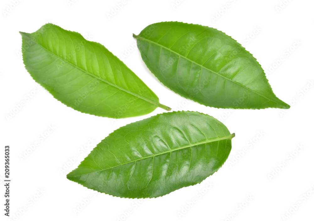 Obraz premium Green tea leaf isolated on white background