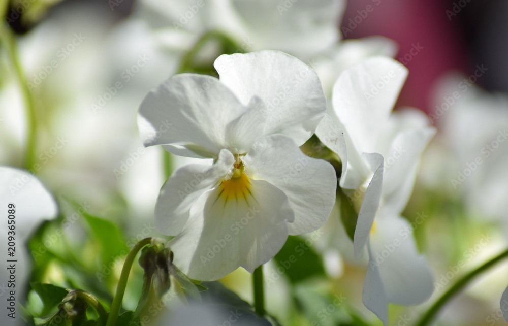 Obraz premium Stiefmütterchen