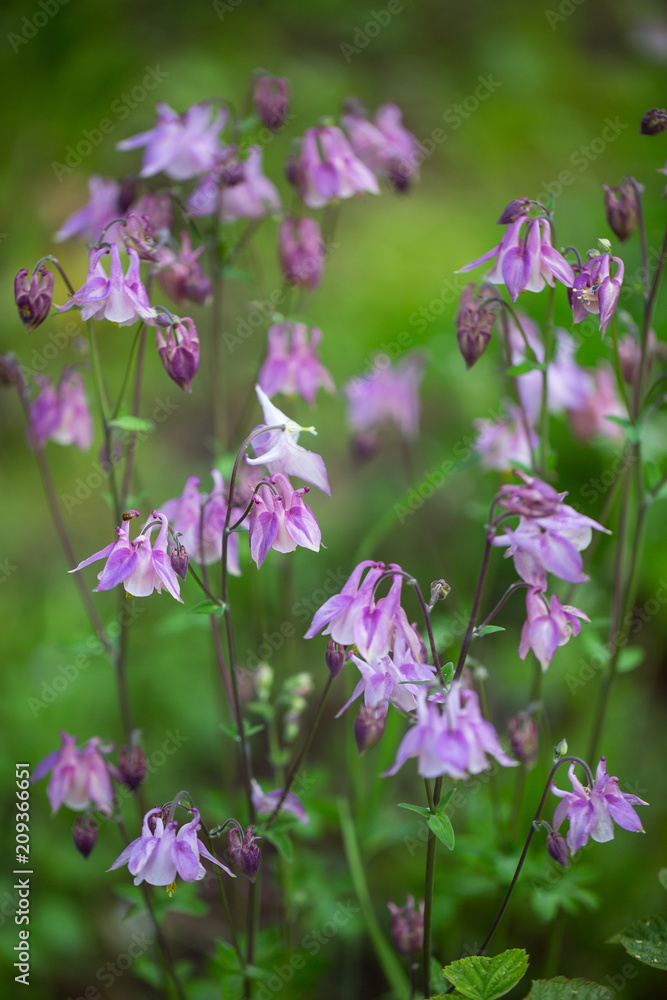 Fototapeta premium aquilegia pink