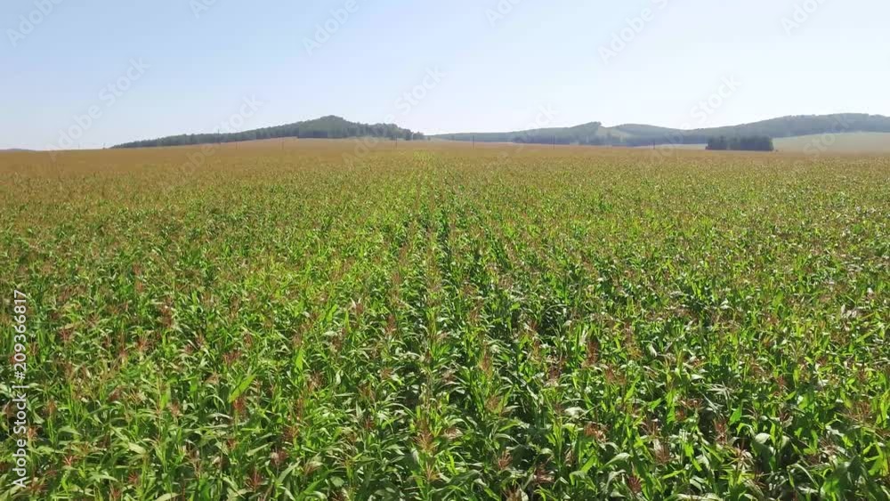Сornfield in hill landscape, near mountains. Aerial view on beautiful flat corn planting Сornfield in hill landscape, near mountains. Aerial view on beautiful flat corn planting