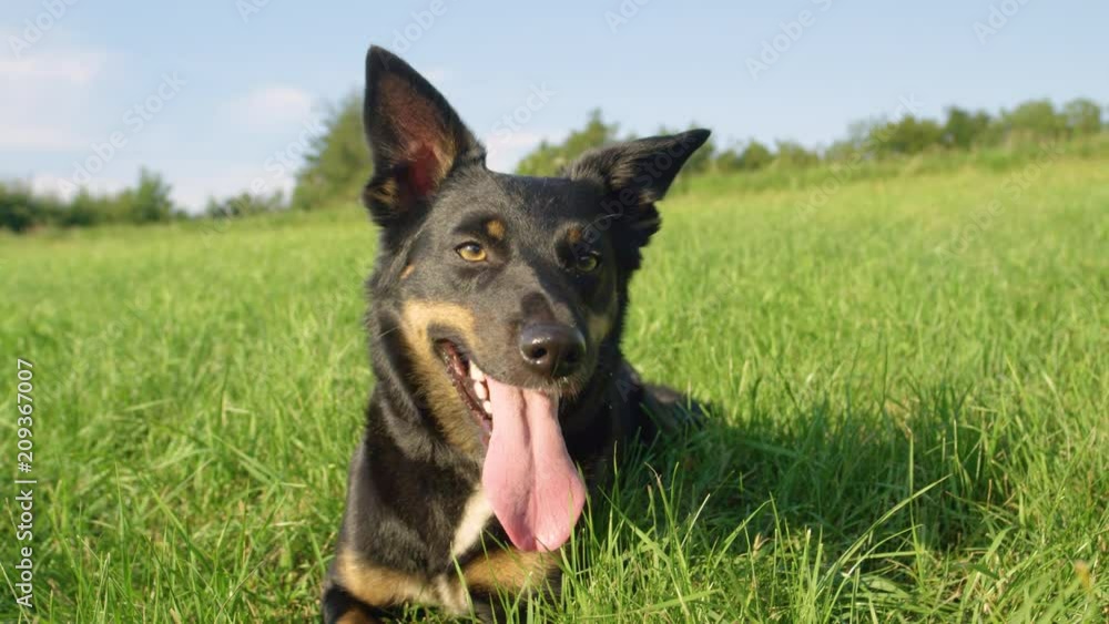 SLOW MOTION, PORTRAIT: Energetic young dog stands up after resting and cooling off in the cold grassland. Happy border collie pants and looks around the sunny nature during a fun trip with owner. SLOW MOTION, PORTRAIT: Energetic young dog stands up after resting and cooling off in the cold grassland. Happy border collie pants and looks around the sunny nature during a fun trip with owner.
