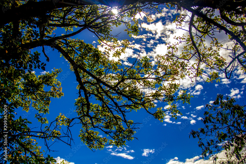 Fototapeta premium Hermoso árbol al atardecer, Cusco, Perú.