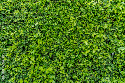 Green leaves wall photo