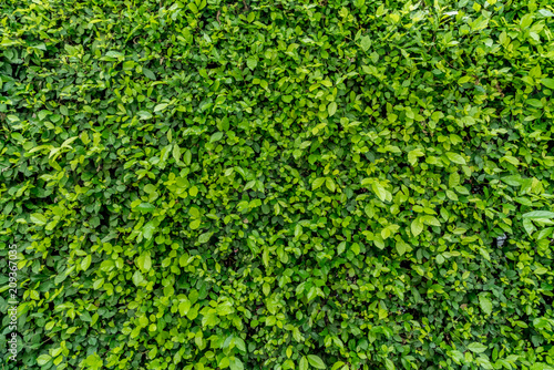 Green leaves wall