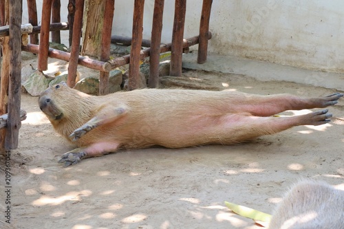 Cute capybara lying in the farm. Animal concept.