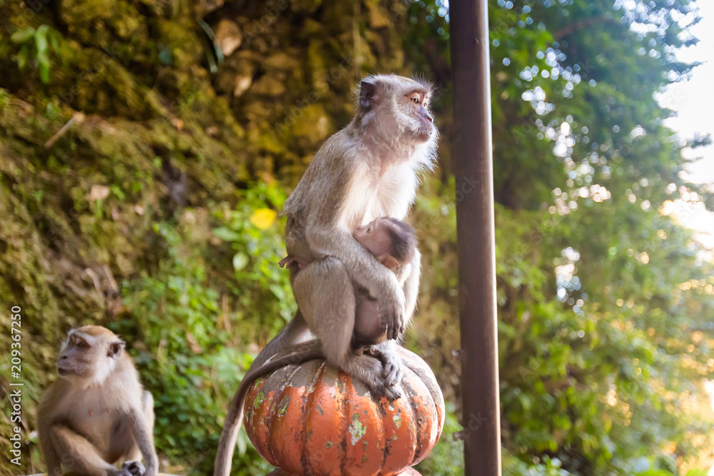 Obraz premium Monkey in Batu Cave temple