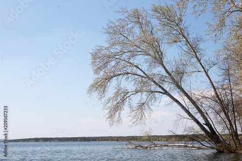 Spring tree over the water river lake pond in summer day