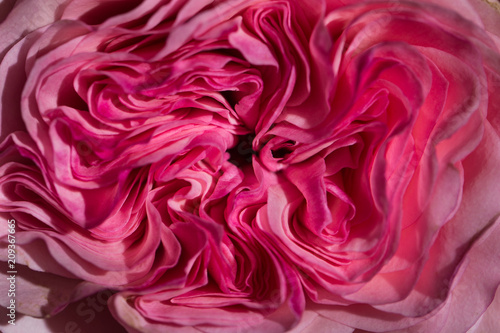 pink peony flower macro close-up. photo
