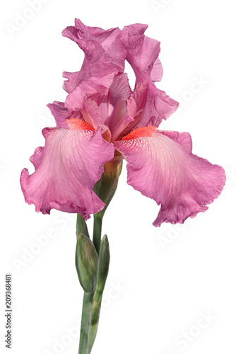 Fototapeta Naklejka Na Ścianę i Meble -  pink iris flower isolated on white background