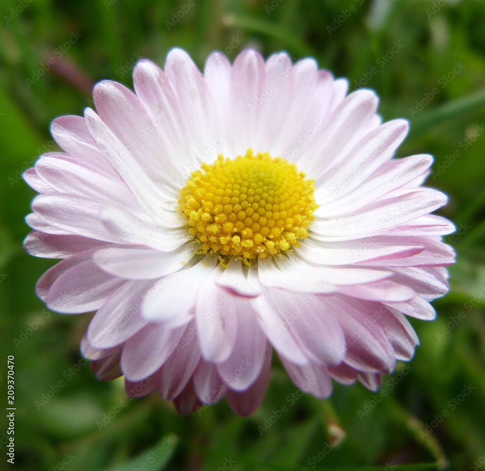 beautiful delicate white and pink daisy transparent background flower close-up of thin petals on a sunny summer day beautiful delicate white and pink daisy transparent background flower close-up of thin petals on a sunny summer day