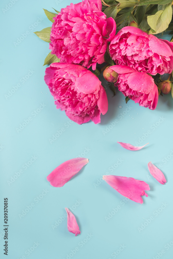 Bouquet of beautiful pink peony flowers on punchy pastel blue. Copy space. Top view. Flat lay. Bouquet of beautiful pink peony flowers on punchy pastel blue. Copy space. Top view. Flat lay.