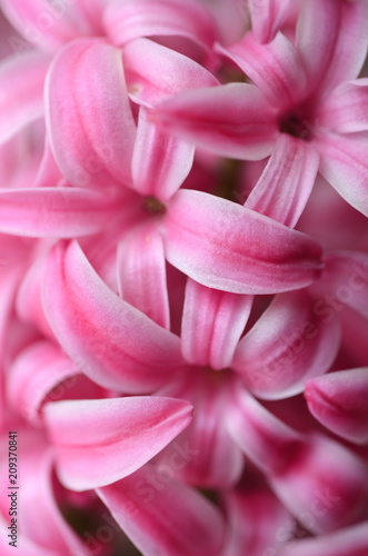 Bright pink hyacinth - detail close up, full frame. Spring theme. 