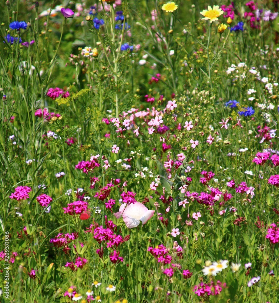 sommerwiese bienennahrung vielfalt sommerwiese bienennahrung vielfalt