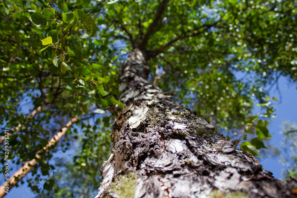 Textured trunk of green tree closeup Textured trunk of green tree closeup
