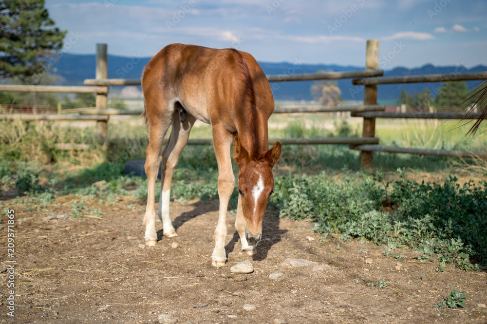 Fototapeta premium Chestnut Colt grazing in Front of Mountains and Fence