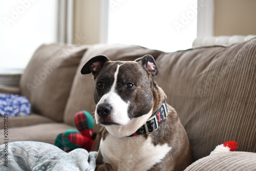 the pitbull mutt sitting on the couch