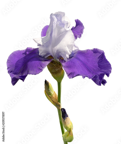Fototapeta Naklejka Na Ścianę i Meble -  blue and white iris flower isolated on white background