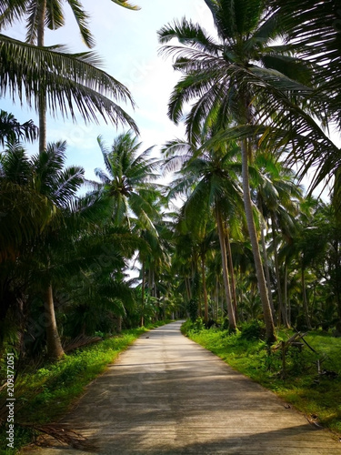 The concept of serenity of the countryside. Empty concreate road, which is the entrance to the rural village in Thailand. The two sides of the road filled with coconut trees amidst green lawn. © Nattakarn