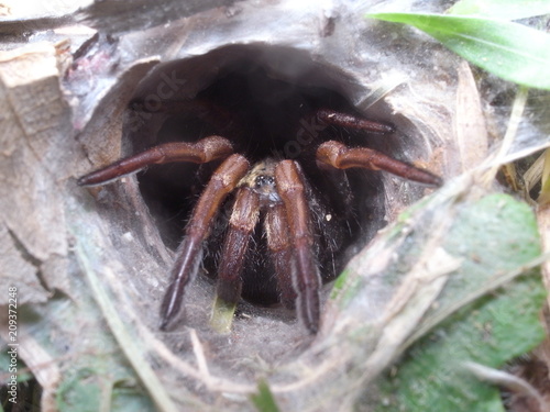 Poisonous Australian Sydney funnel-web spider (Atrax robustus) in Booti Booti National Park, NSW, Australia