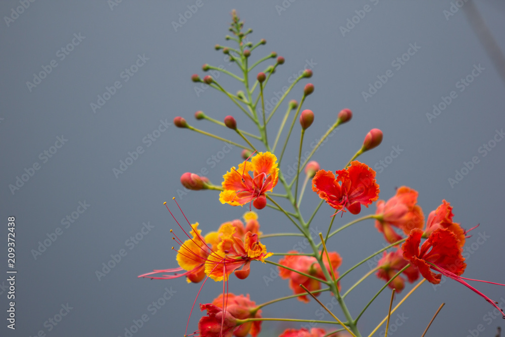 Red Flamboyant flower