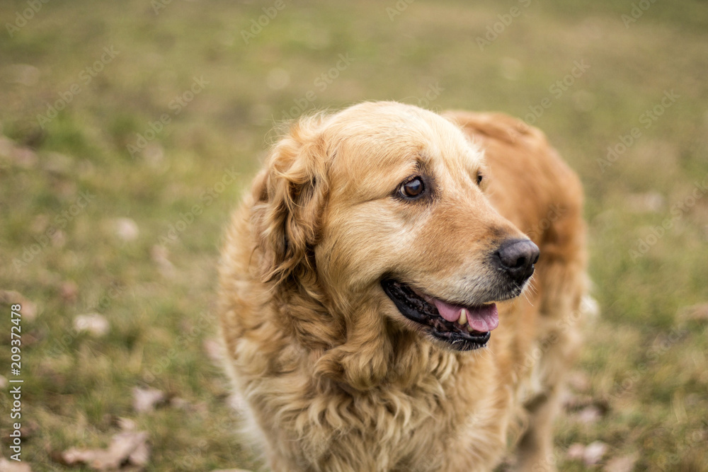 Fototapeta premium old golden retriever dog