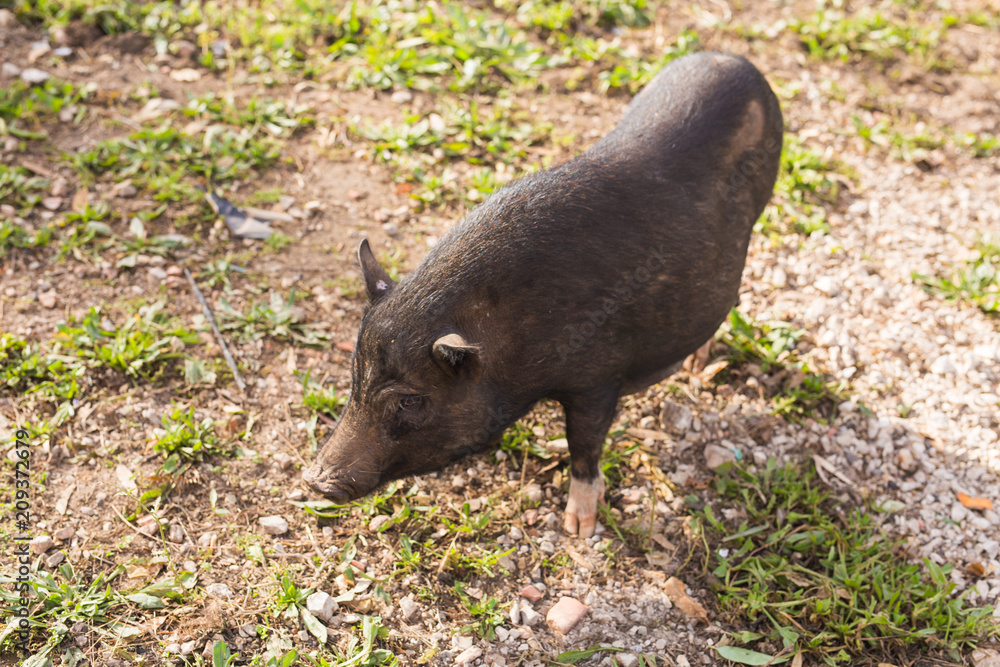 Wild black boar or pig close up. Wildlife in natural habitat Wild black boar or pig close up. Wildlife in natural habitat