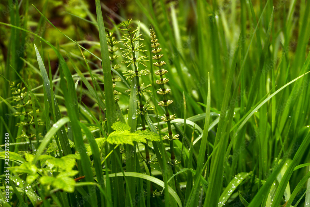 floral background - grass with young horsetails with drops of water after the rain closeup