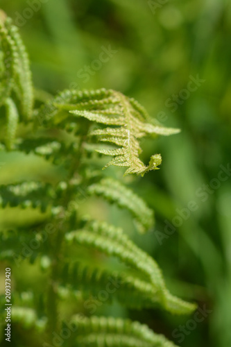 Common fern