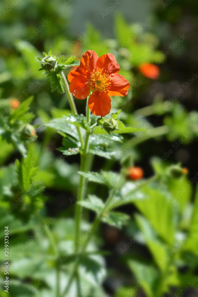 Dwarf orange avens