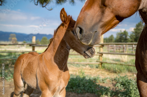 Brown Colt and Mother