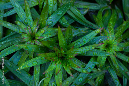 Green summer vivid tropical background, grass after rain
