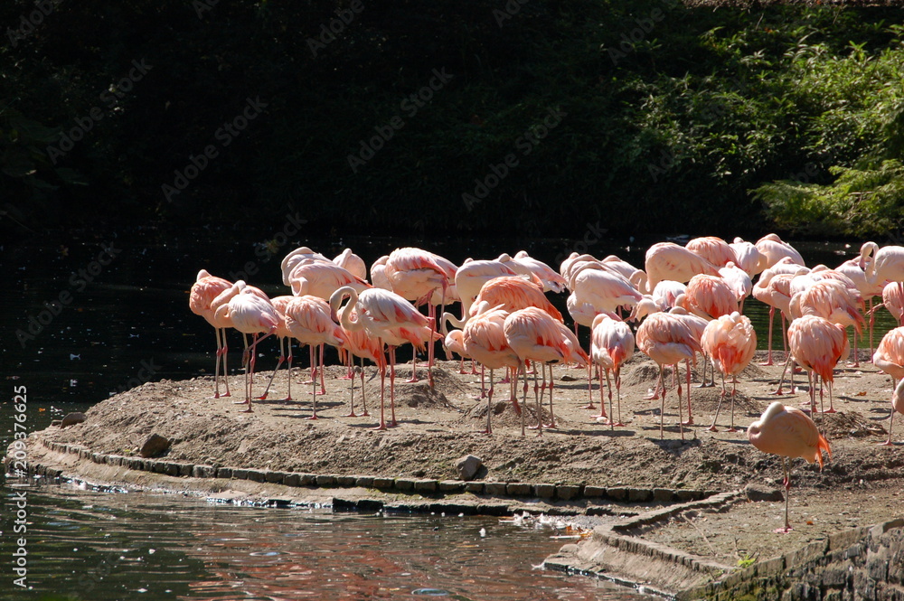 Obraz premium Животные