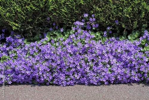 Nature,flowers,environment and flora: beautiful violet flowers Campanula Portenschlagiana planted between a street footpath and a hedge.