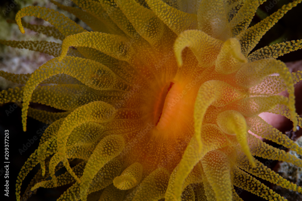 Naklejka premium Orange Cup Coral Polyp