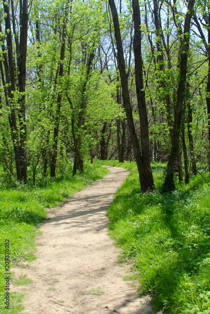 The bright green grass and leaves on the trail of forest. The bright green grass and leaves on the trail of forest.