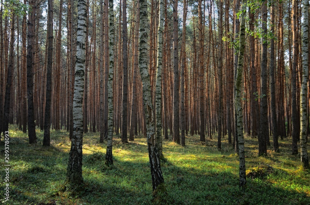 Obraz premium Birkenwald