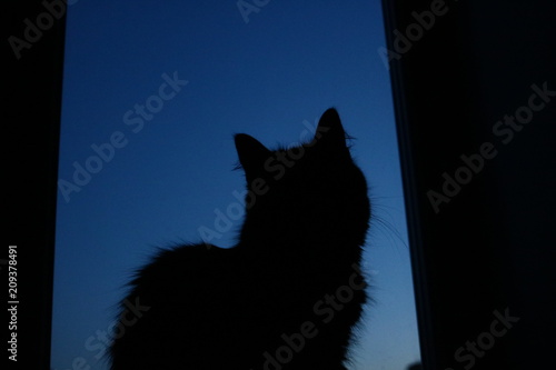 Fototapeta Naklejka Na Ścianę i Meble -  cat silhouette
